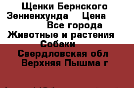 Щенки Бернского Зенненхунда  › Цена ­ 40 000 - Все города Животные и растения » Собаки   . Свердловская обл.,Верхняя Пышма г.